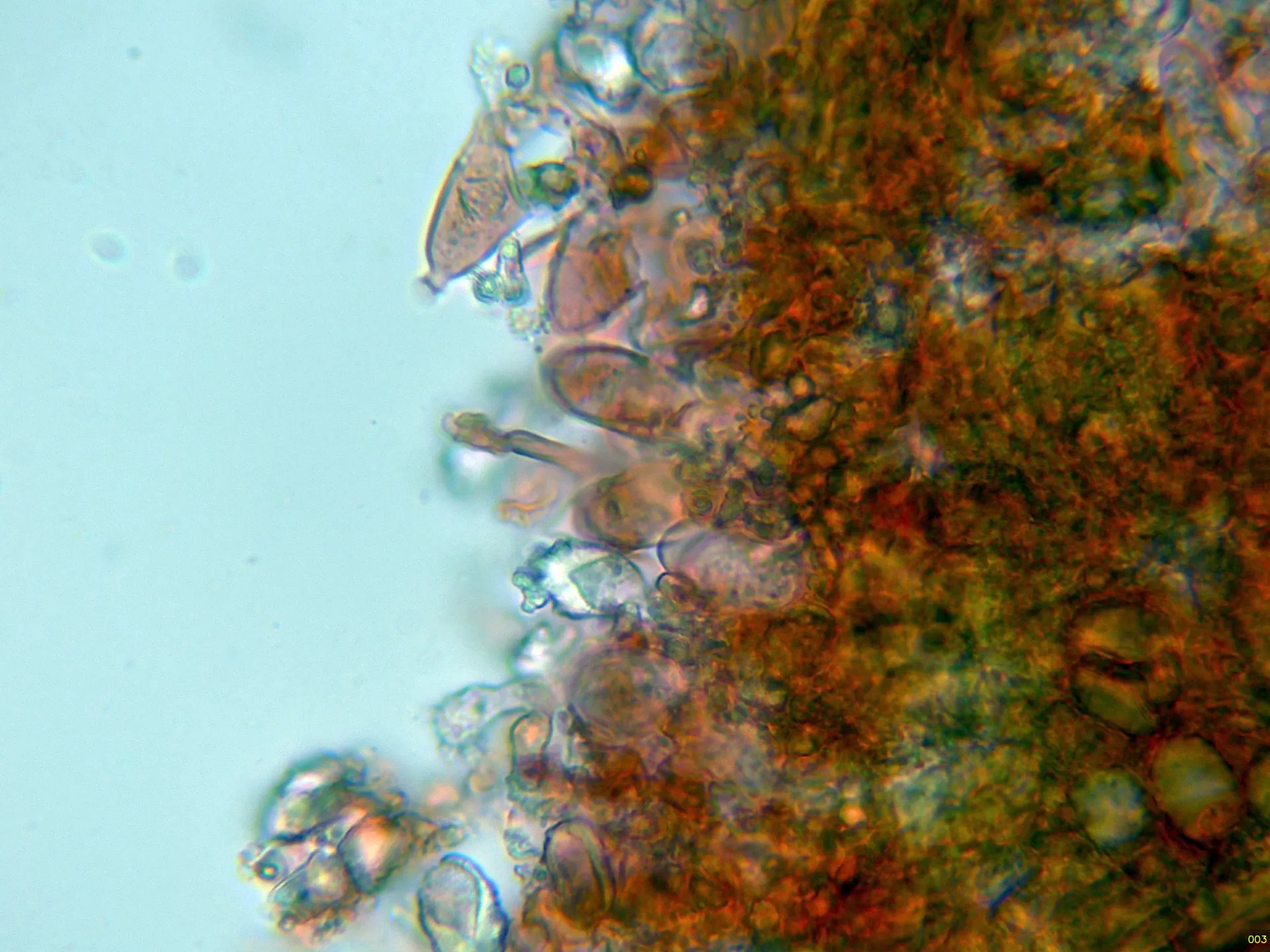 Microscopía de Peniophora lycii - 10 - Basidios